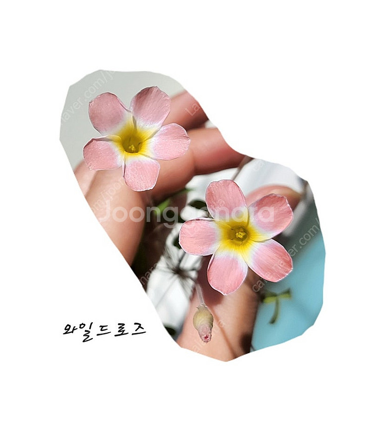 와일드로즈/캔디박스리치 사랑초 구근--0