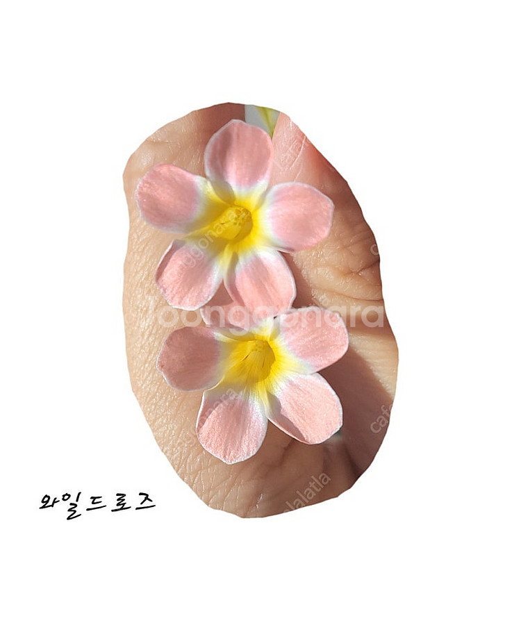 와일드로즈/캔디박스리치 사랑초 구근--1