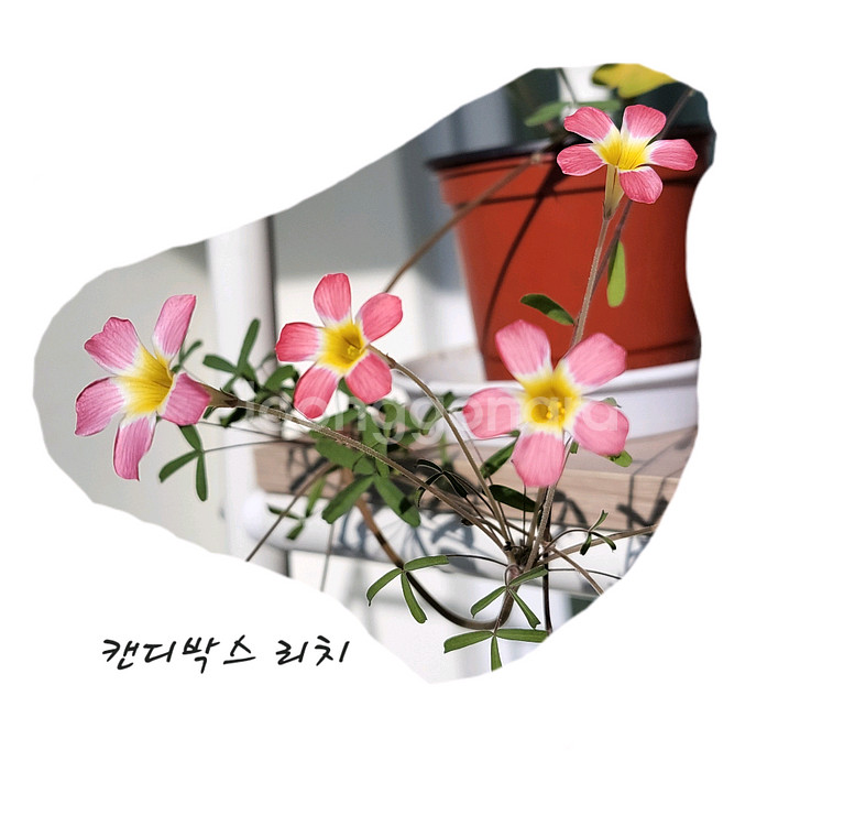 와일드로즈/캔디박스리치 사랑초 구근--3
