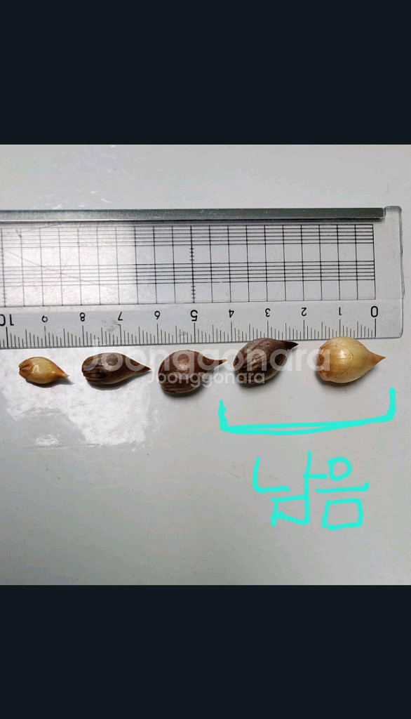 와일드로즈/캔디박스리치 사랑초 구근--4