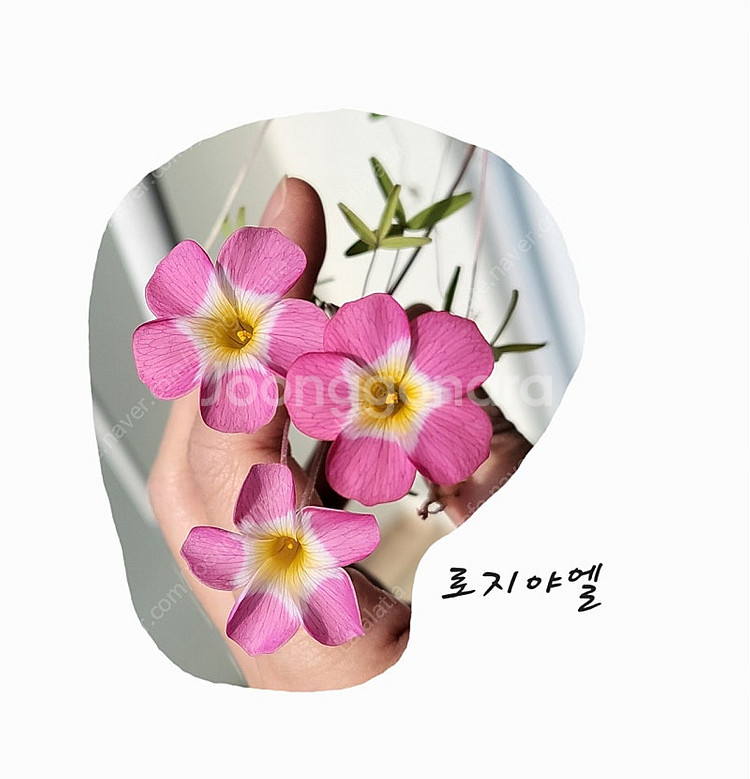 와일드로즈/캔디박스리치 사랑초 구근--5