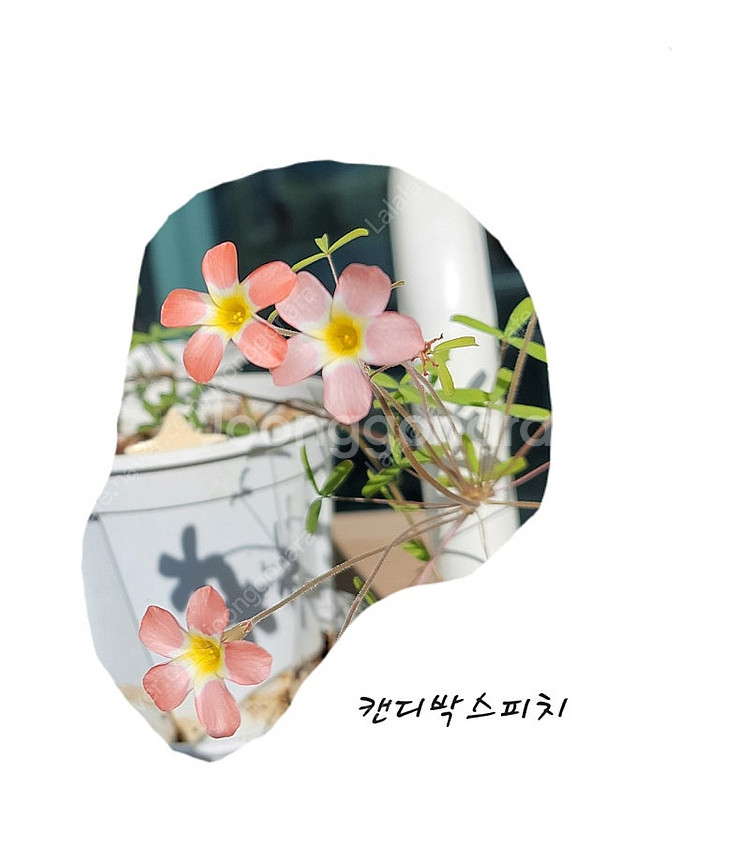 와일드로즈/캔디박스리치 사랑초 구근--7