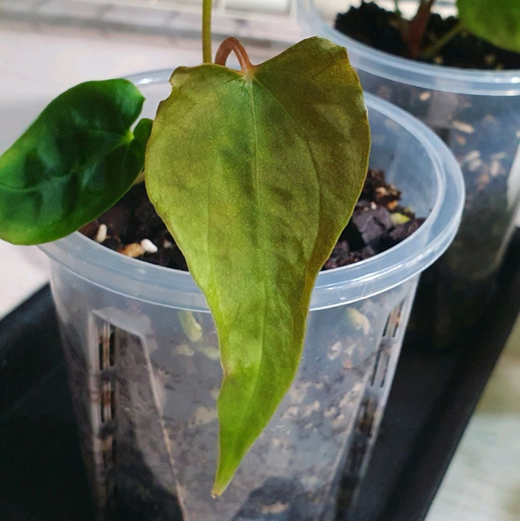 안스리움 랄프라이넘 Ralph Lyam--1