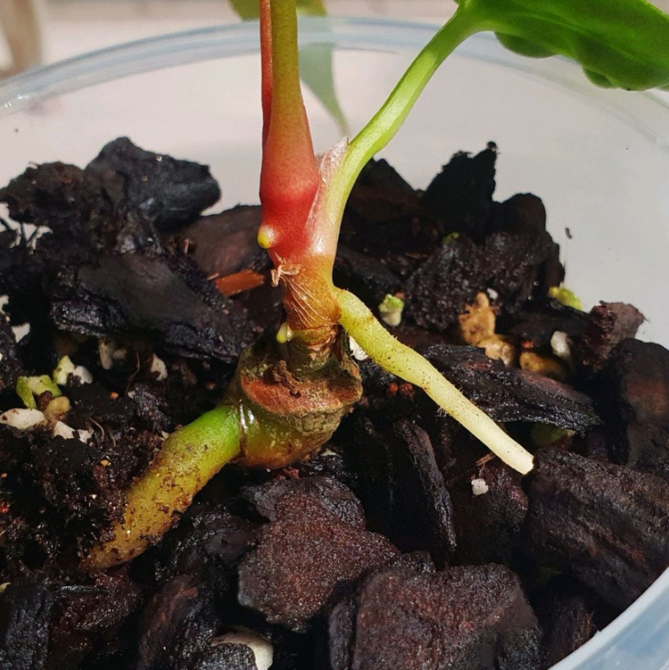 안스리움 랄프라이넘 Ralph Lyam--2