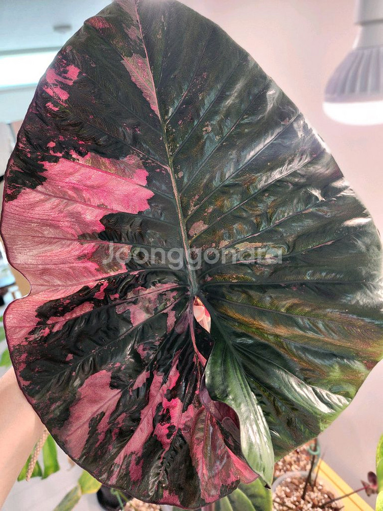 알로카시아 세렌디피티바리에가타--0