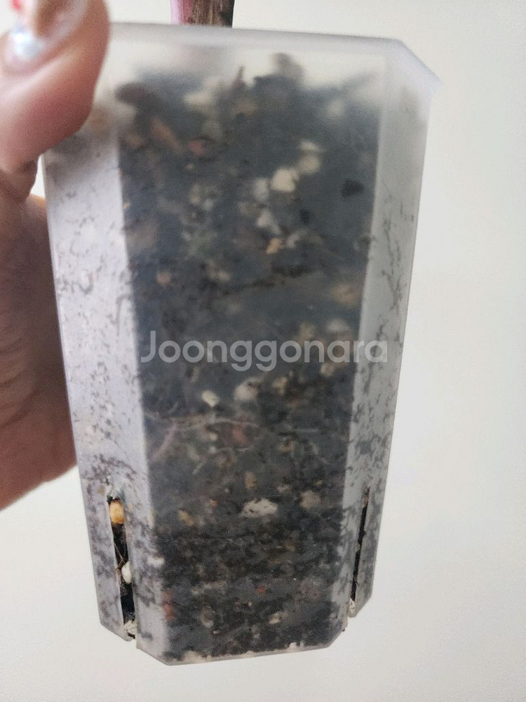 알로카시아 세렌디피티바리에가타--3