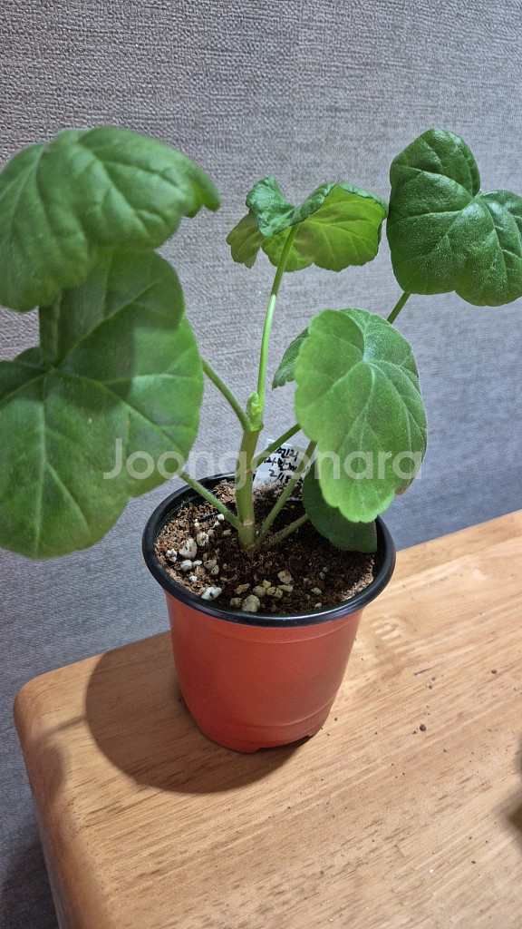 오렌지마멀레이드 제라늄--0