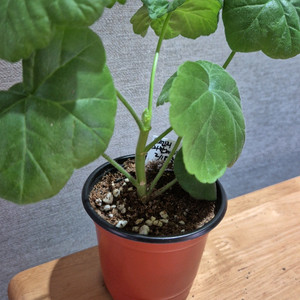 오렌지마멀레이드 제라늄
