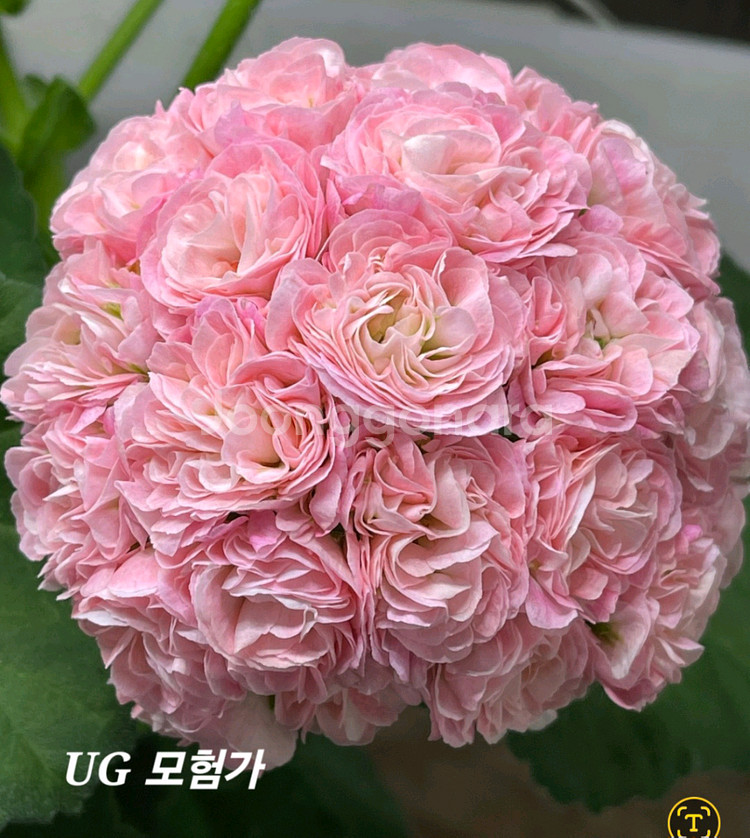 UG 모험가 ㅡ러시아제라늄--2
