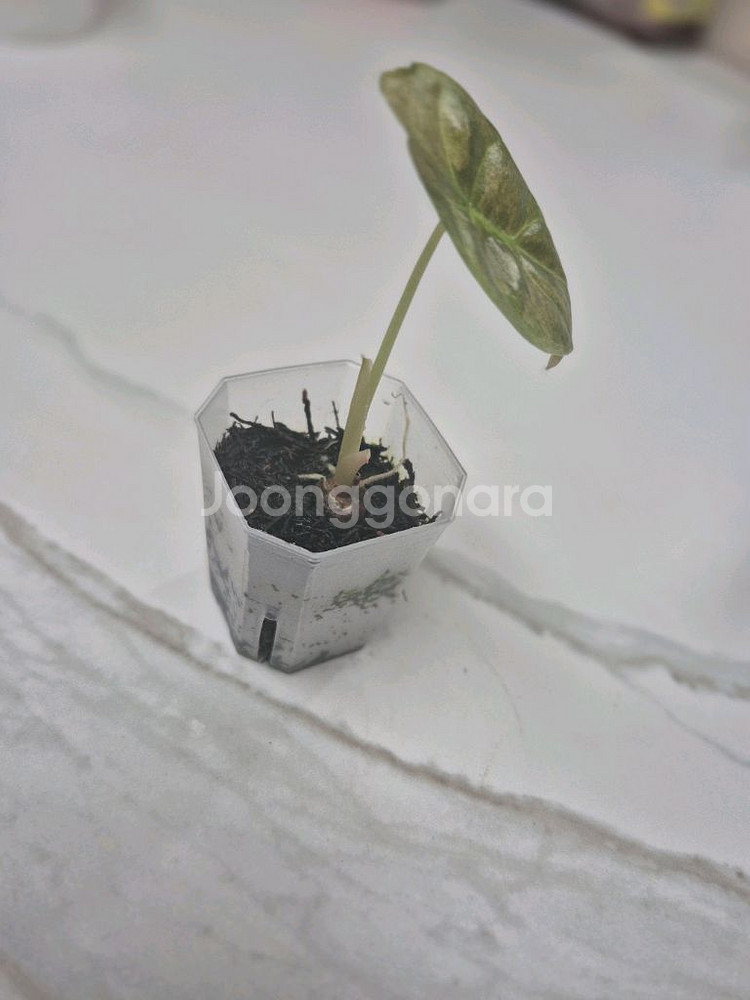 알로카시아 골든본 바리에가타 자구묘--1