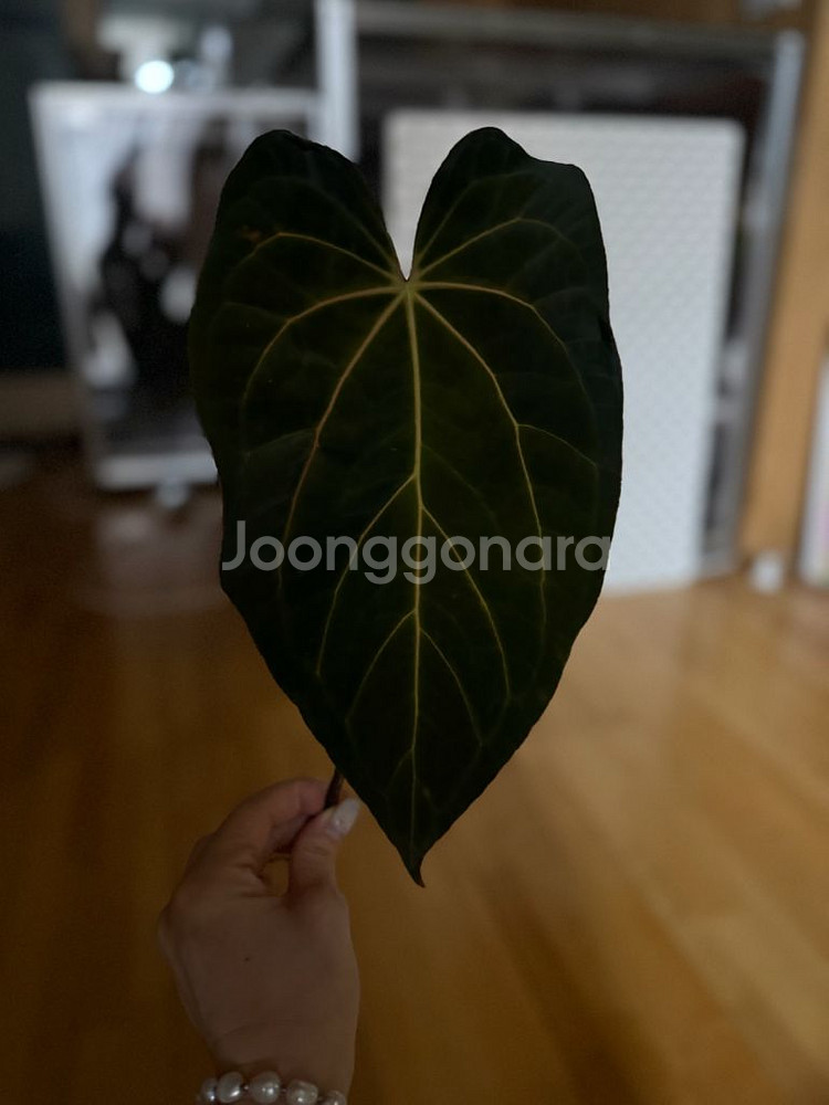 안스리움 파필x파나틱--0