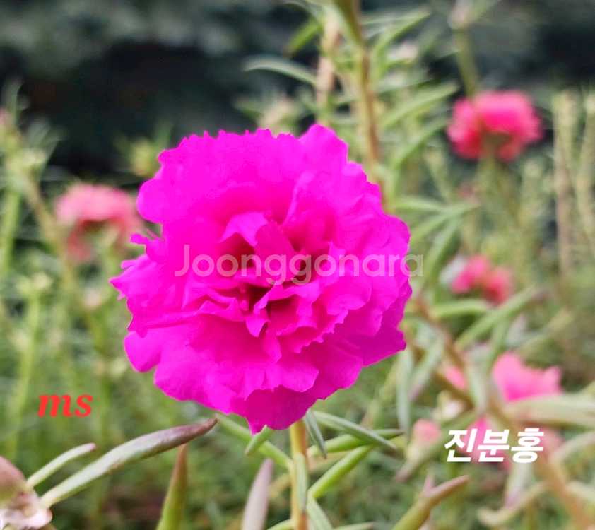쥬웰채송화--1