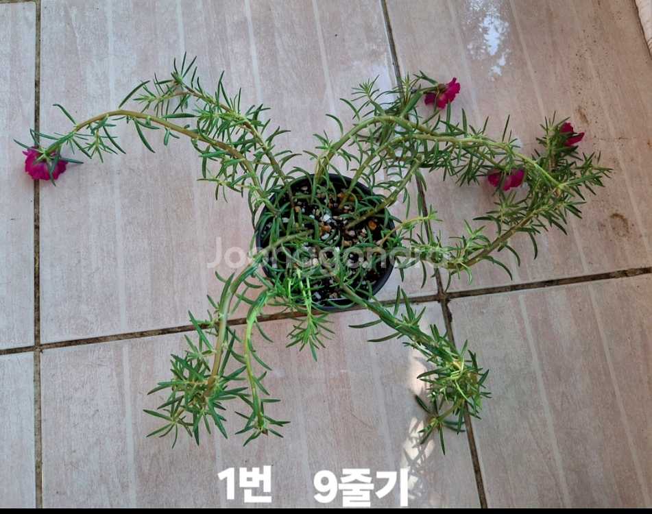 쥬웰채송화--2