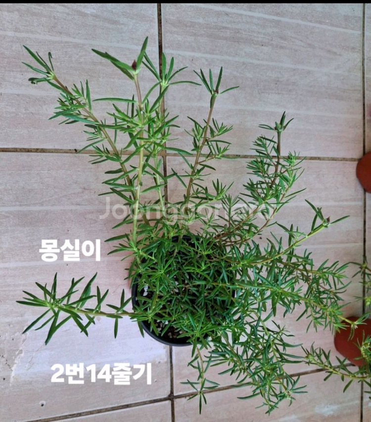 쥬웰채송화--2
