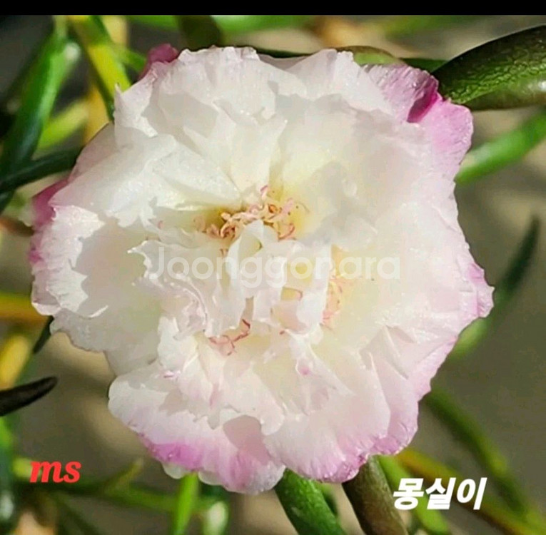 쥬웰채송화--0