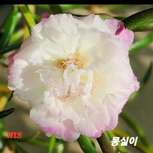 쥬웰채송화