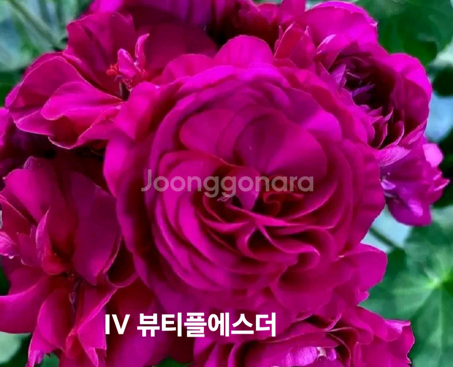 IV 뷰티플에스더 ㅡ러시아제라늄--0
