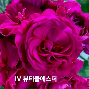IV 뷰티플에스더 ㅡ러시아제라늄