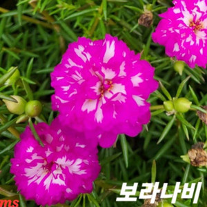 쥬웰채송화
