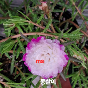 쥬웰채송화