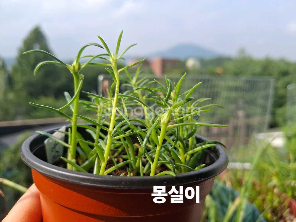 쥬웰채송화--2