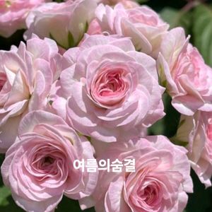 여름의숨결 ㅡ러시아제라늄