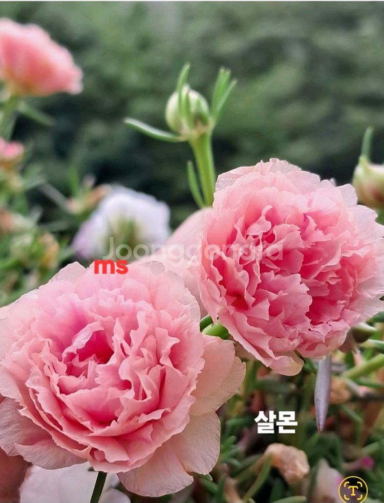 쥬웰채송화--1