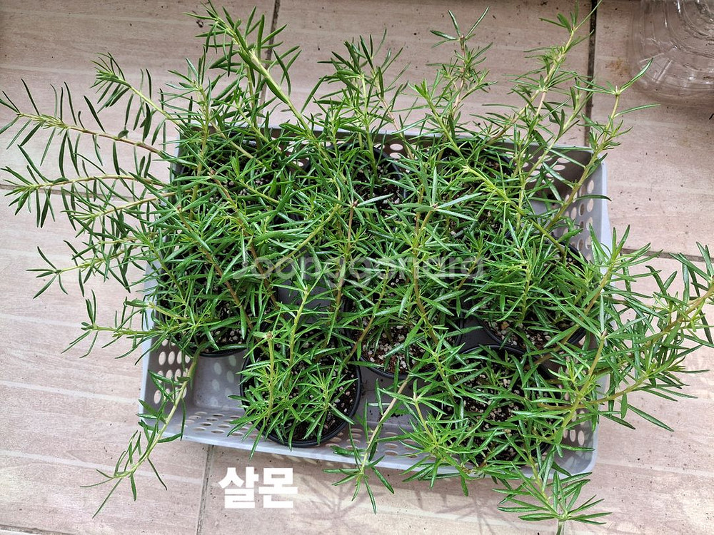 쥬웰채송화--2