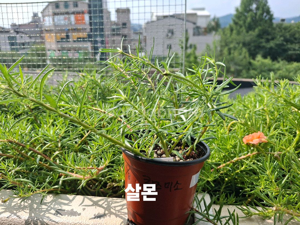 쥬웰채송화--3