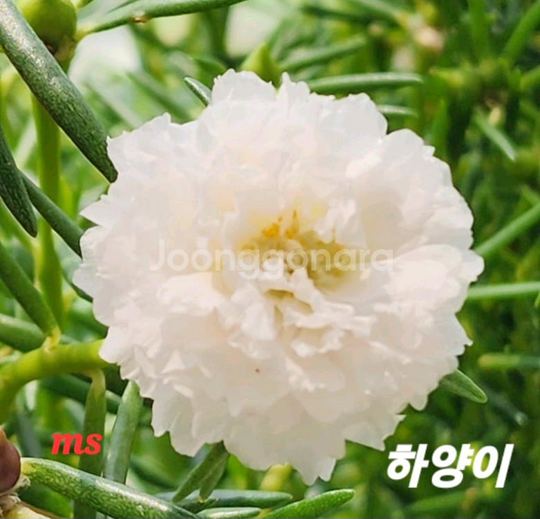 쥬웰채송화--0