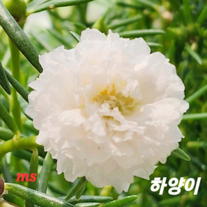 쥬웰채송화
