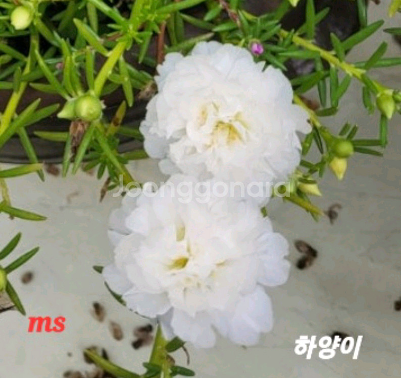 쥬웰채송화--1