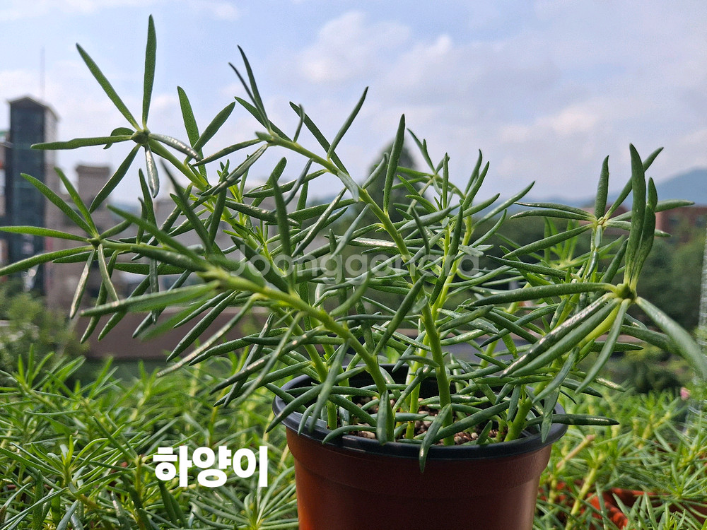 쥬웰채송화--3
