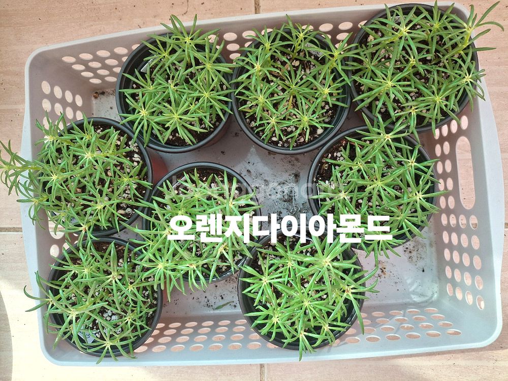 쥬웰채송화--1
