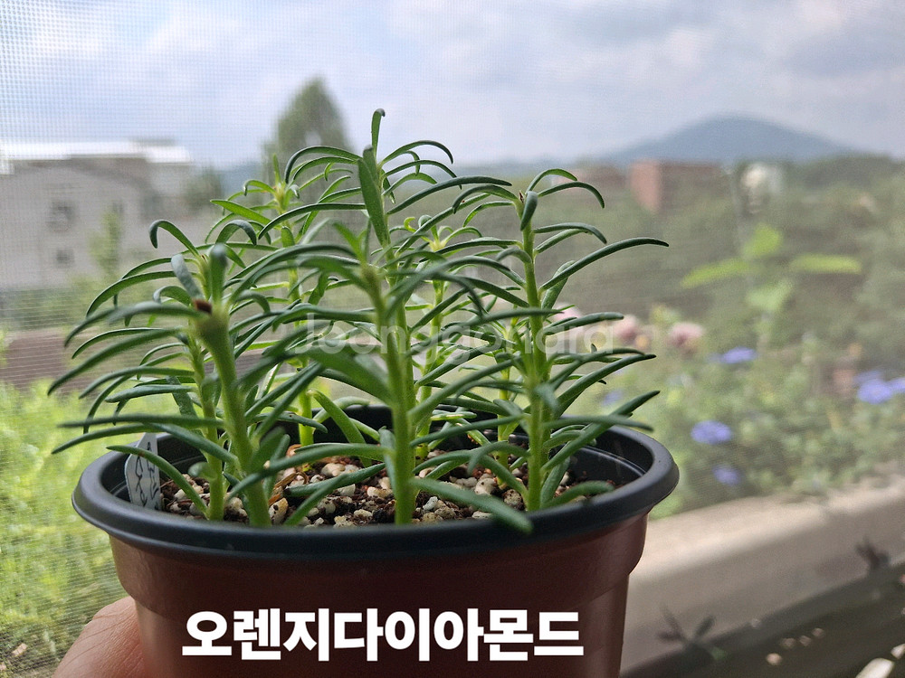 쥬웰채송화--2