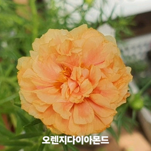 쥬웰채송화