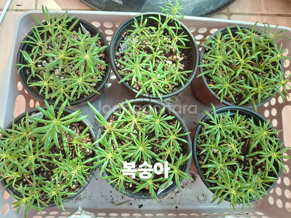 쥬웰채송화--1