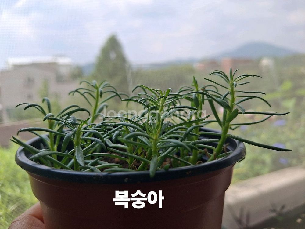 쥬웰채송화--2