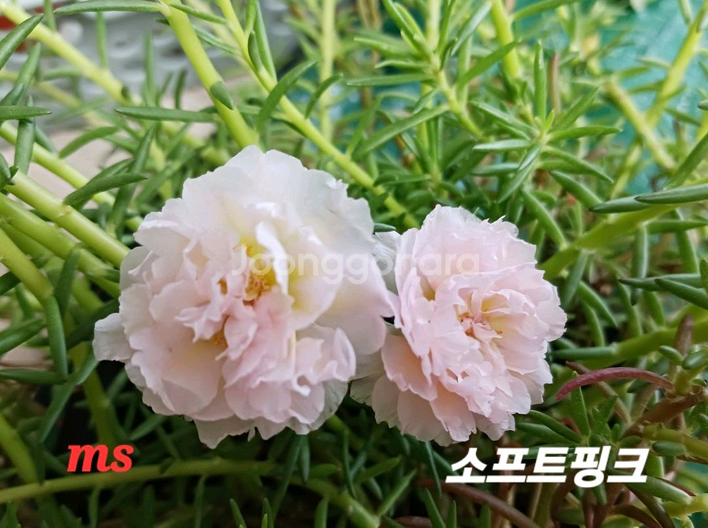 쥬웰채송화--0
