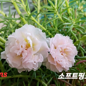 쥬웰채송화
