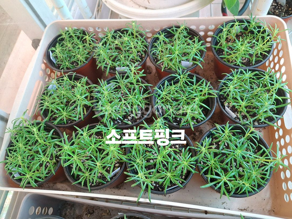 쥬웰채송화--1