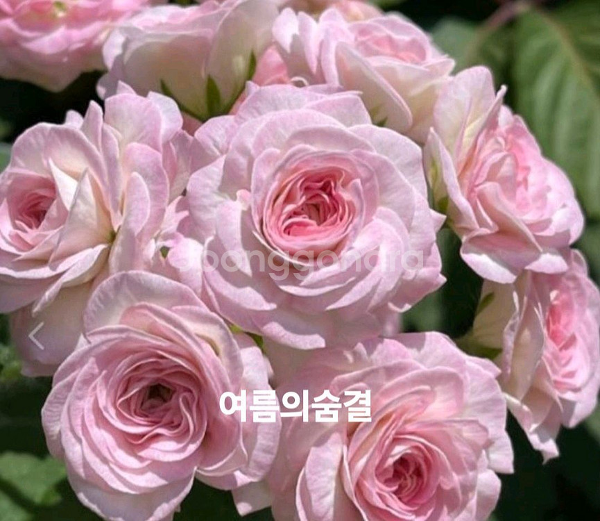 여름의숨결 ㅡ러시아제라늄--3