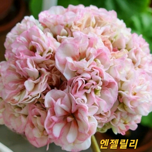 제라늄 엔젤릴리