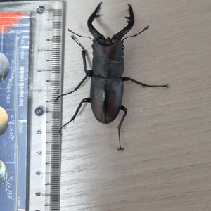 톱사슴벌레 대형 한마리