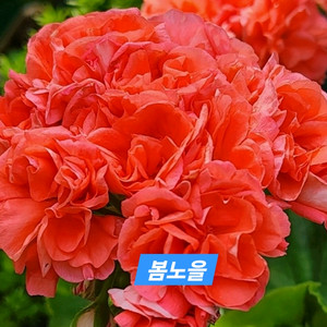 봄노을(뽀롱마미님작) K제라늄