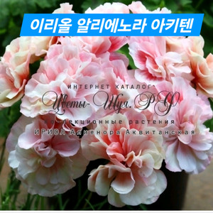 이리올 알리에노라아키텐 러시아제라늄 중대품