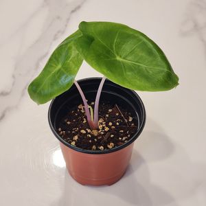 알로카시아 핑크드래곤 옐로우 바리에가타