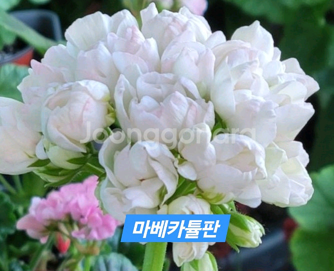 마베카튤판 튤립형제라늄--0