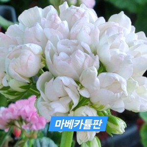 마베카튤판 튤립형제라늄