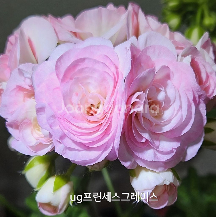 제라늄 ug프린세스그레이스 러시아제라늄 대품1.0--2